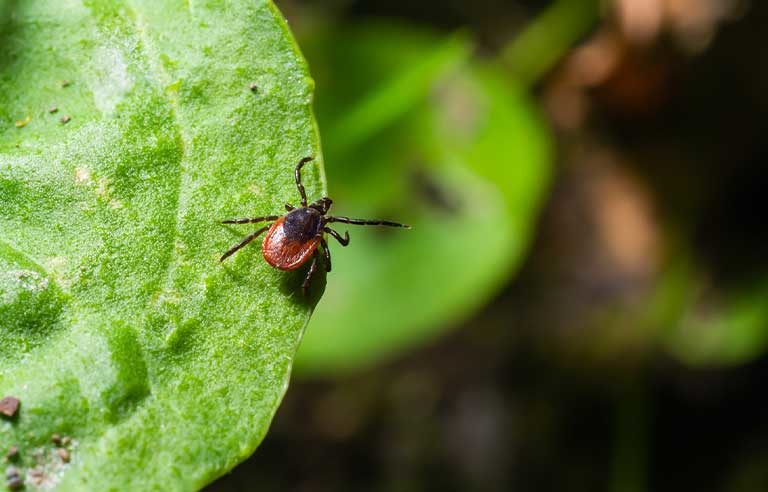 deer tick on a leaf