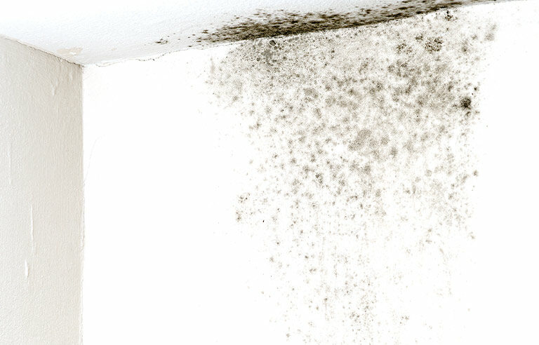 Moldy wall