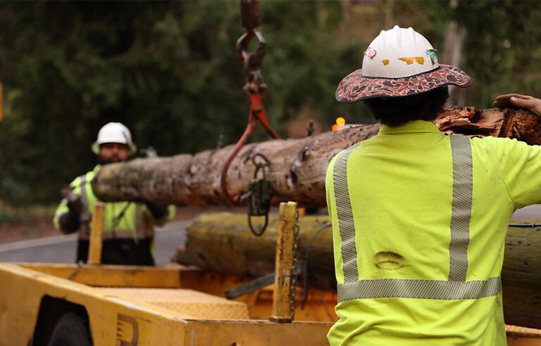 Two forestry workers placing a tree on a truck.